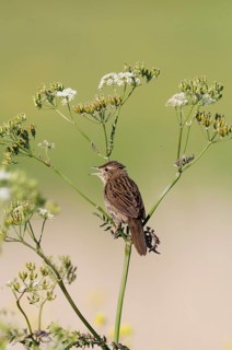 Common Grasshopper Warbler (Locustella naevia) singing
