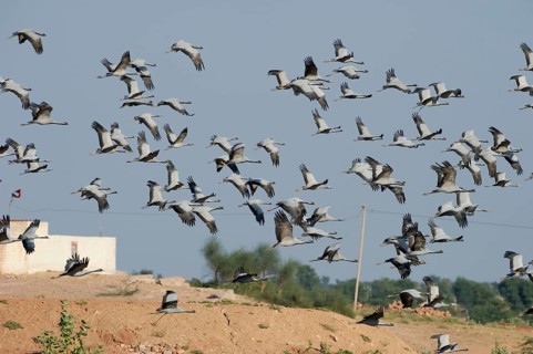 Demoiselle Cranes (Anthropoides virgo)