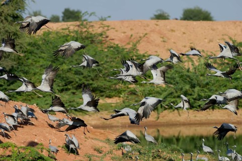 Demoiselle Cranes (Anthropoides virgo) at Kichan in the Thar Desert