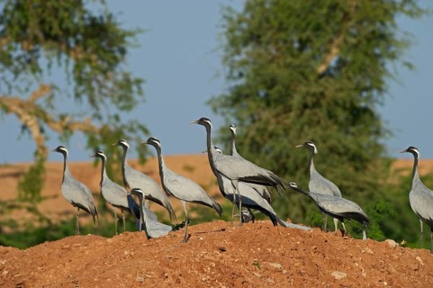 Demoiselle Cranes (Anthropoides virgo)