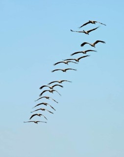 Demoiselle Cranes (Anthropoides virgo) in flight