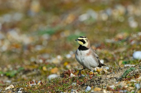 Shore Lark (Eremophila alpestris)