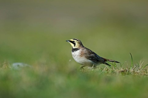 Shore Lark (Eremophila alpestris)