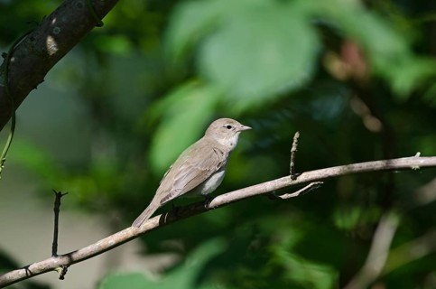 Garden Warbler (Sylvia borin)