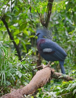 Victoria Crowned Pigeon (Goura victoria)