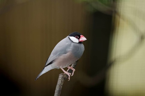 Java Sparrow (Padda oryzivora)
