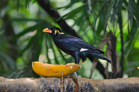 Common Hill Myna (Gracula religiosa intermedia)