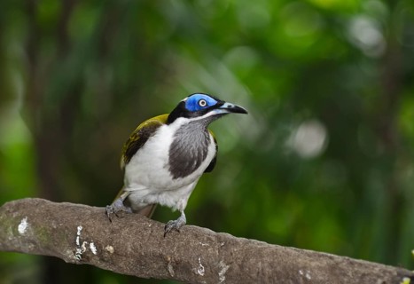Blue-faced Honeyeater (Entomyzon cyanotis)