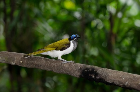 Blue-faced Honeyeater (Entomyzon cyanotis)