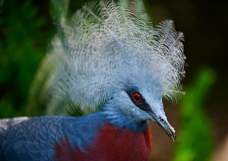 Southern Crowned Pigeon (Goura scheepmakeri)