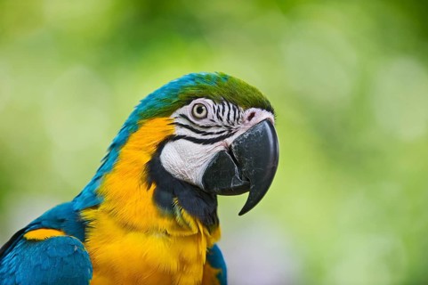 Blue-and-Yellow Macaw (Ara ararauna)