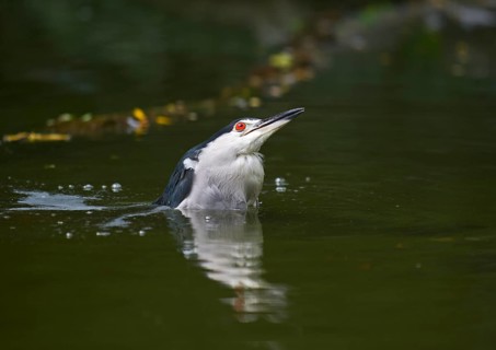 Black-crowned Night Heron (Nycticorax nycticorax)