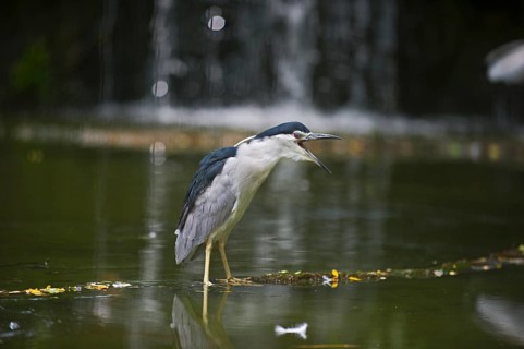 Black-crowned Night Heron (Nycticorax nycticorax)