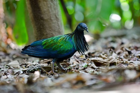 Nicobar Pigeon (Caloenas nicobarica)