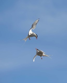 Arctic Terns (Sterna paradisaea) fighting in mid air