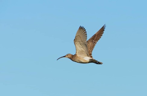 Whimbrel (Numenius phaeopus) in flight