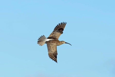 Whimbrel (Numenius phaeopus) in display flight