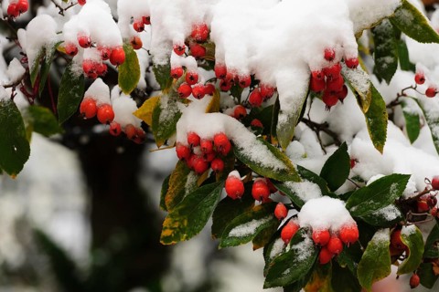 Cotoneaster (Cotoneaster) covered with snow
