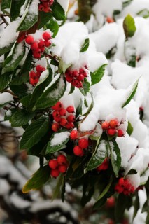 Cotoneaster (Cotoneaster) covered with snow