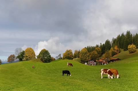 Alpine meadow