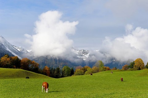 Alpine meadow