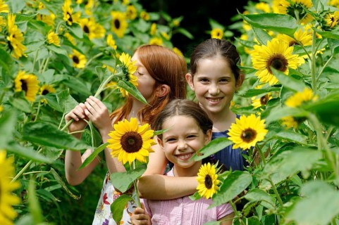 Girls in a sunflower field