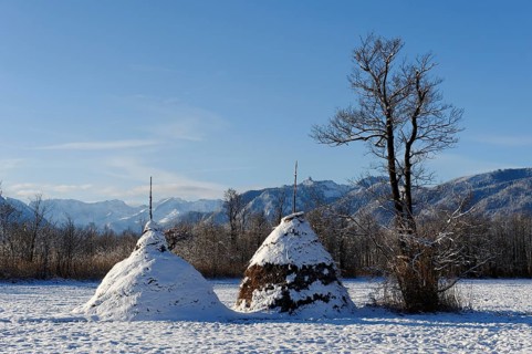 Haystacks in winter in the Murnauer Moos