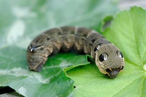Caterpillar of the Elephant Hawk-moth (Deilephila elpenor)
