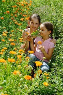 Girls in a meadow of marigolds