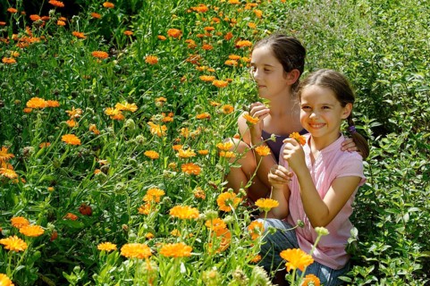 Girls in a meadow of marigolds