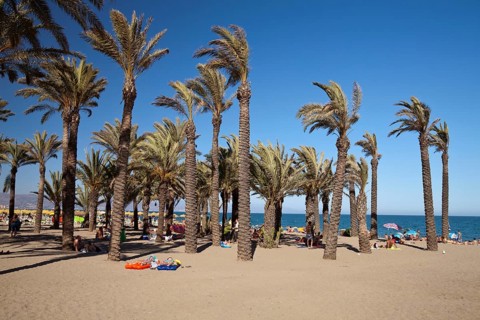 Palm trees on a sandy beach