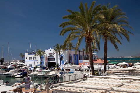 Palms at the marina