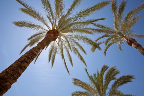 Palms (Arecaceae) in sunlight