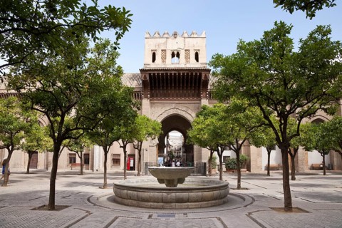 Orange tree courtyard of the Cathedral of Santa Maria de la Sede