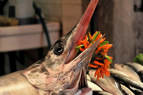 Fish