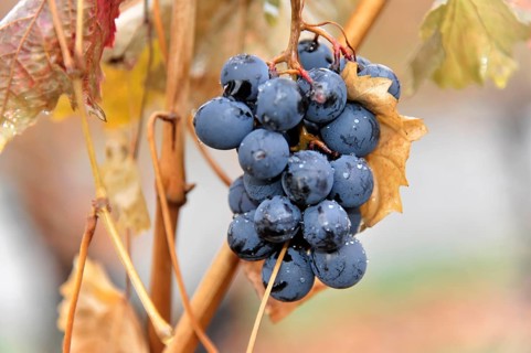 Grapes