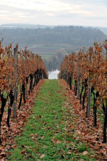 Vineyard