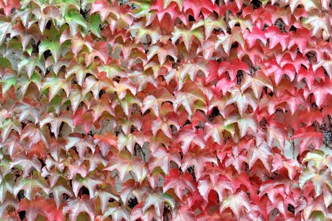 Japanese creeper