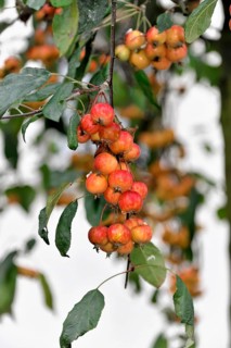Japanese flowering crabapples (Malus floribunda) in autumn