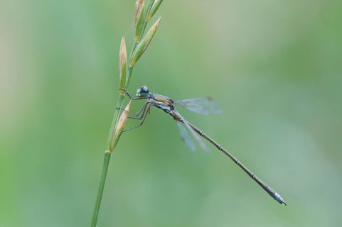 Emerald Damselfly or Common Spreadwing (Lestes sponsa)