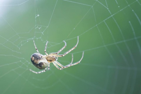 Autumn spider (Metellina segmentata)