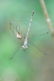 Autumn spider (Metellina segmentata) and an Emerald Damselfly or Common Spreadwing (Lestes sponsa)