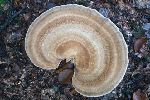 Giant polypore or black-staining polypore (Meripilus giganteus)