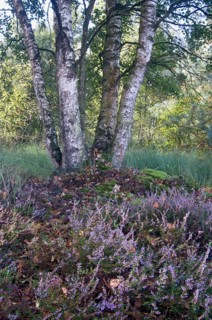 White Birch (Betula pubescens) and Heather (Calluna vulgaris)