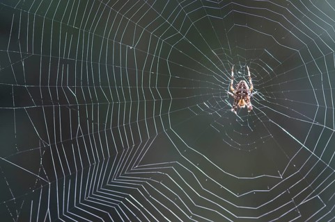 European garden spider