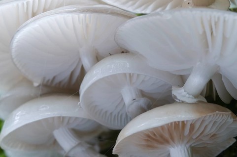 Porcelain Fungus (Oudemansiella mucida)