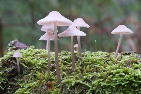 Bonnets (Mycena sp.)