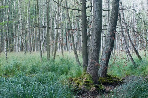 Darss Forest