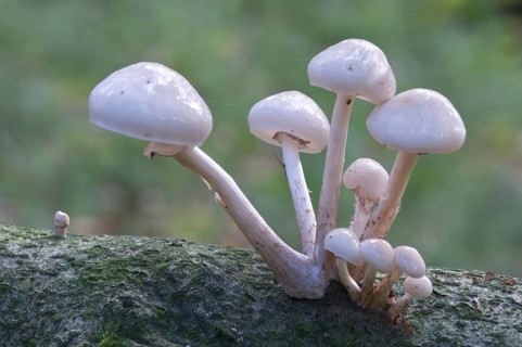 Porcelain mushrooms (Oudemansiella mucida)