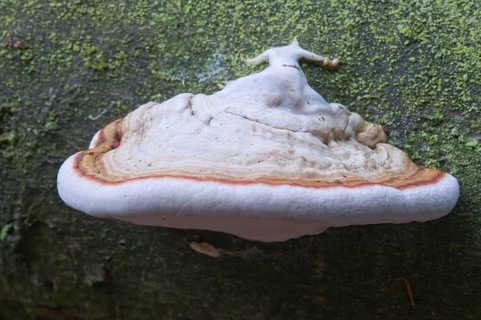 Tinder Fungus or Hoof Fungus (Fomes fomentarius)